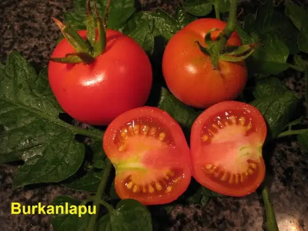 Tomaten: Burkanlapu