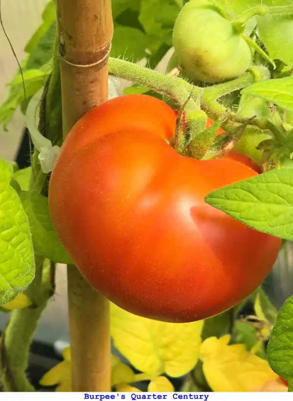 Tomaten: Burpee’s Quarter Century