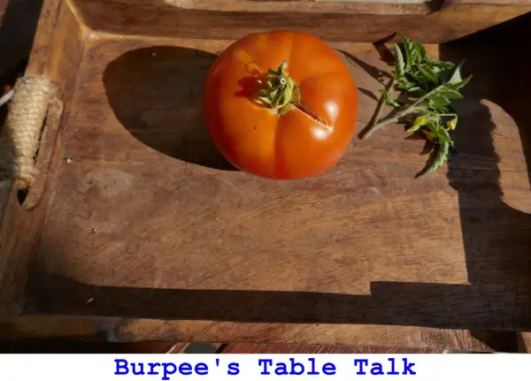 Tomaten: Burpee’s Table Talk