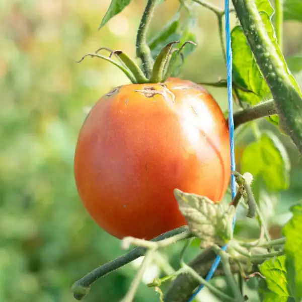 Tomaten: Burpee´s Trucker Favorite