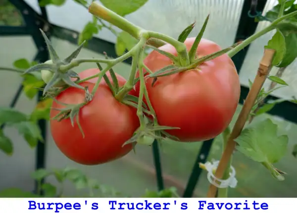 Tomaten: Burpee’s Trucker’s Favorite