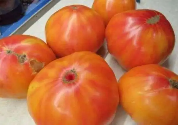 Tomaten: Burracker’s Favorite