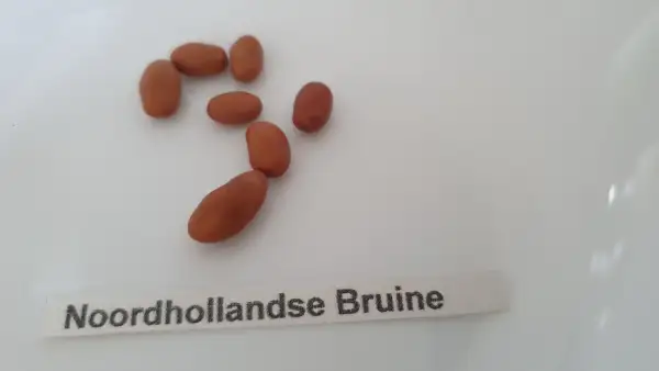 Bohnen: Buschbohne - Noordhollandse Bruine