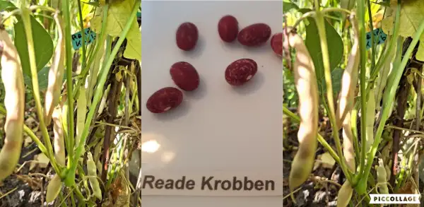 Bohnen: Buschbohne - Reade Krobben