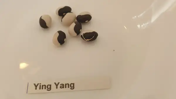 Bohnen: Buschbohne - Ying Yang