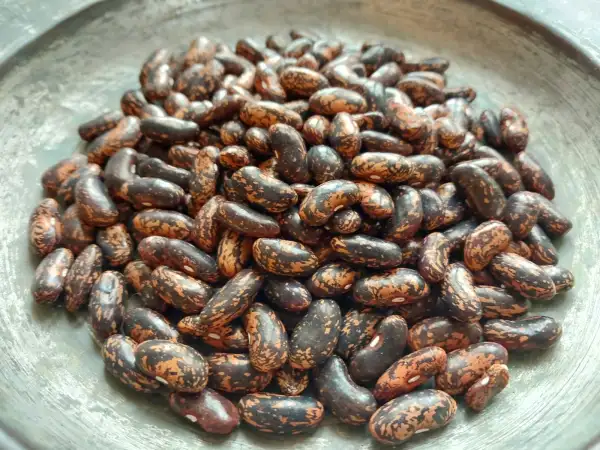 Bohnen: Buschbohne Blaue Belgier