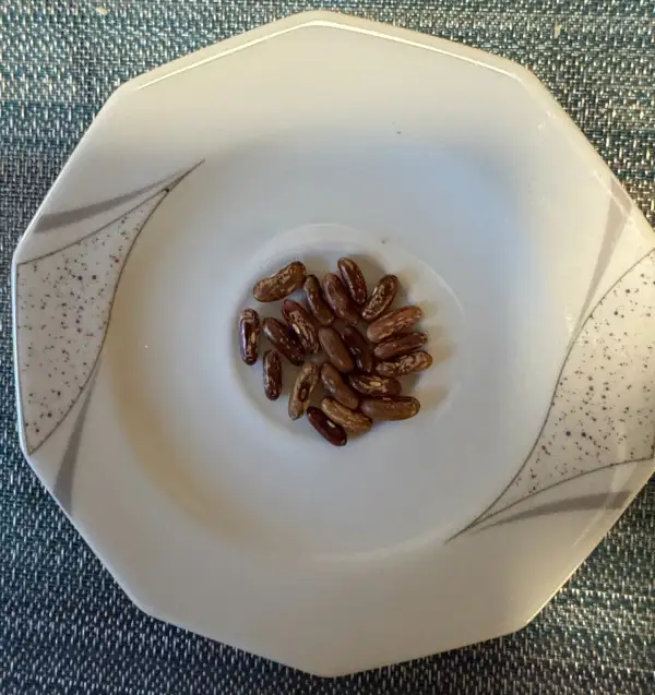 Bohnen: Buschbohne Elsässer Lange