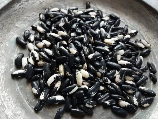 Bohnen: Buschbohne Elsterbohne