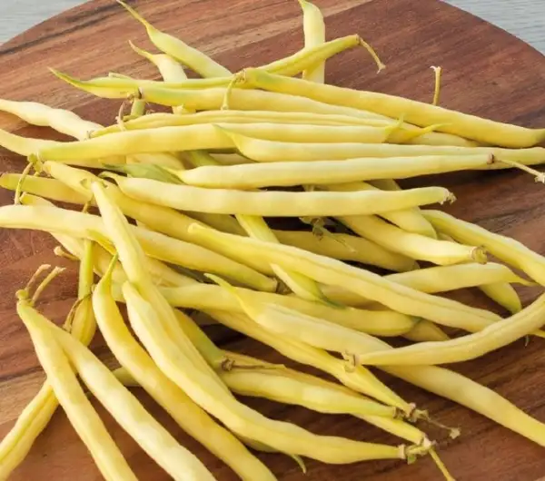 Bohnen: Buschbohne "Gondola"
