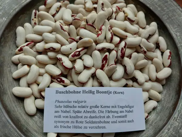 Bohnen: Buschbohne Heilig Boontje