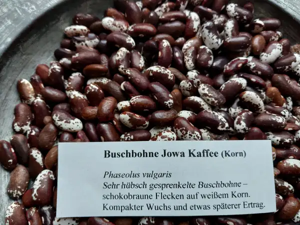 Bohnen: Buschbohne Jowa Kaffee