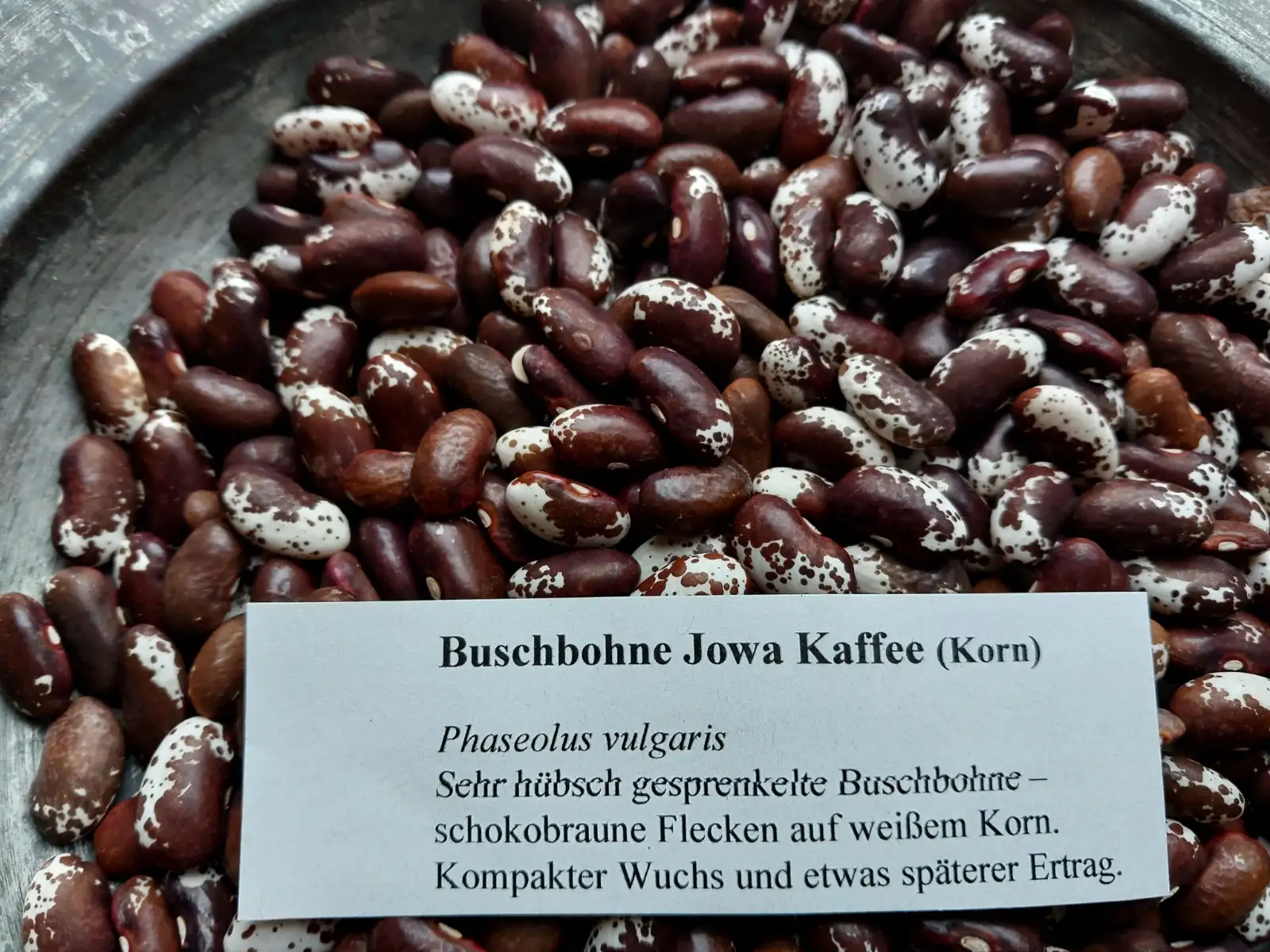 Bohnen: Buschbohne Jowa Kaffee