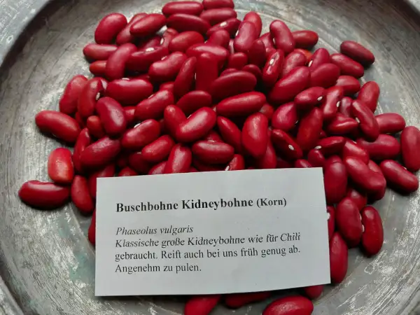 Bohnen: Buschbohne Kidneybohne