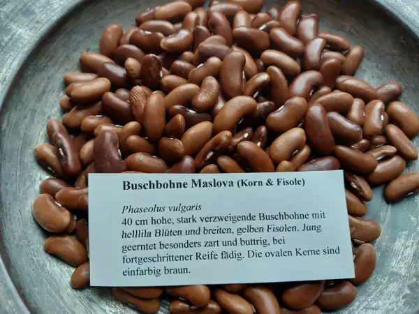 Bohnen: Buschbohne Maslova