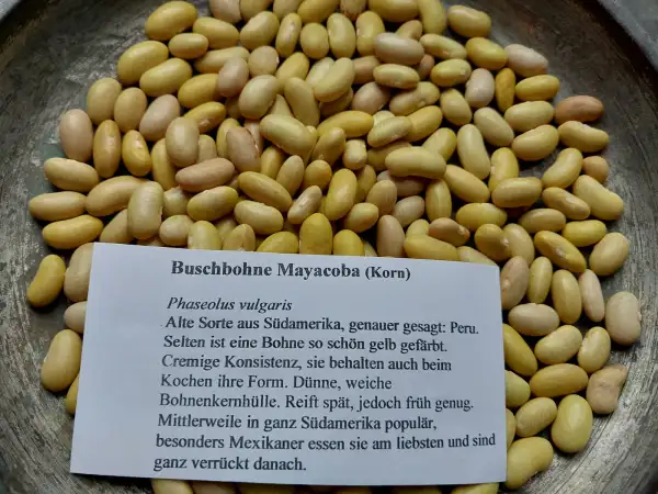 Bohnen: Buschbohne Mayacoba