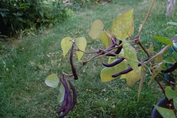 Bohnen: Buschbohne Purple Teepee