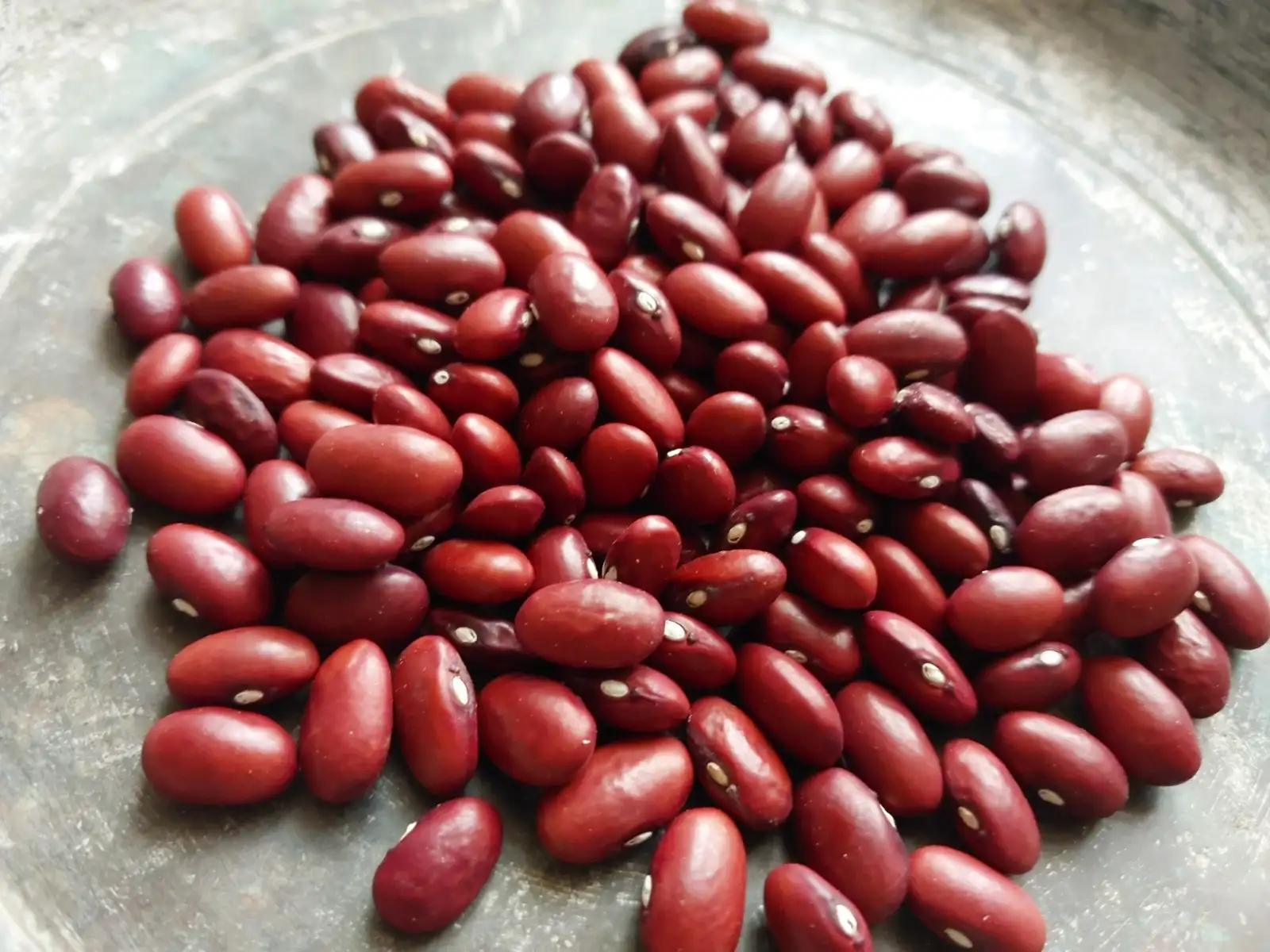 Bohnen: Buschbohne Red Haricot