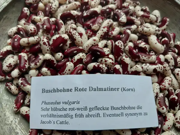 Bohnen: Buschbohne Rote Dalmatiner