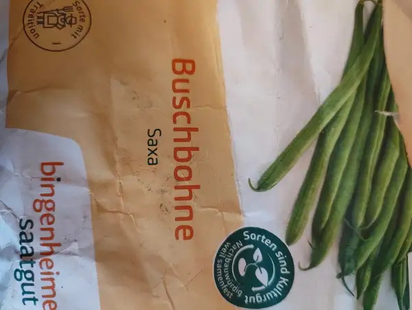 Bohnen: Buschbohne Saxa