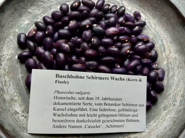 Bohnen: Buschbohne Schirmers Wachs