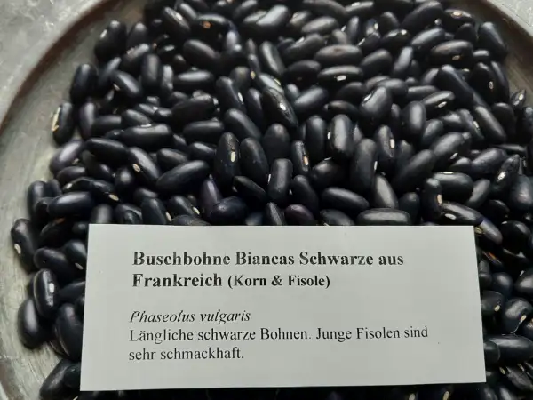 Bohnen: Buschbohne Schwarze aus Frankreich