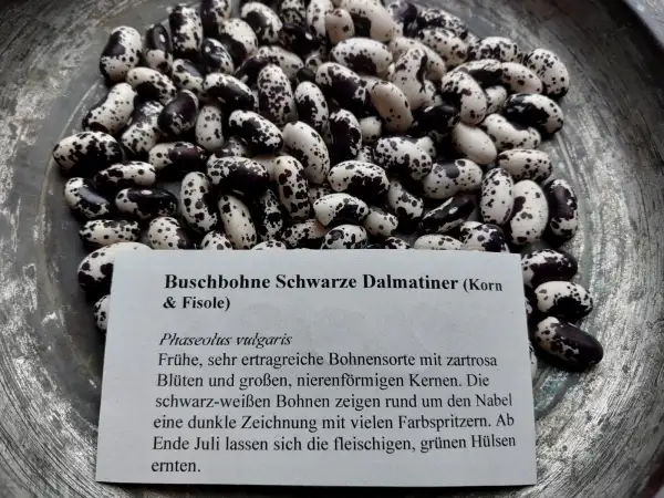 Bohnen: Buschbohne Schwarze Dalmatiner