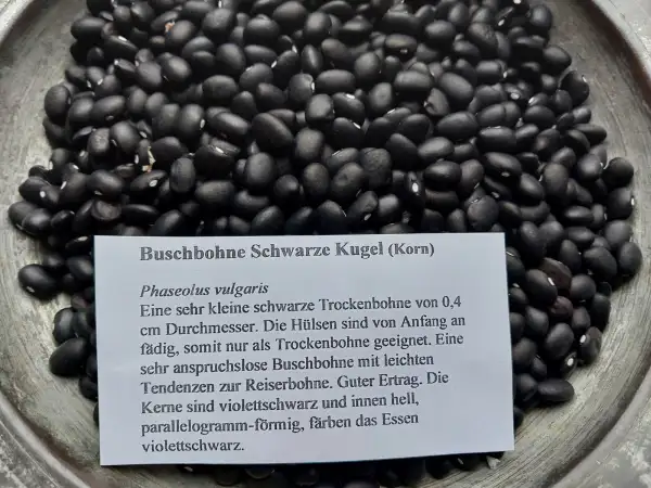 Bohnen: Buschbohne Schwarze Kugel