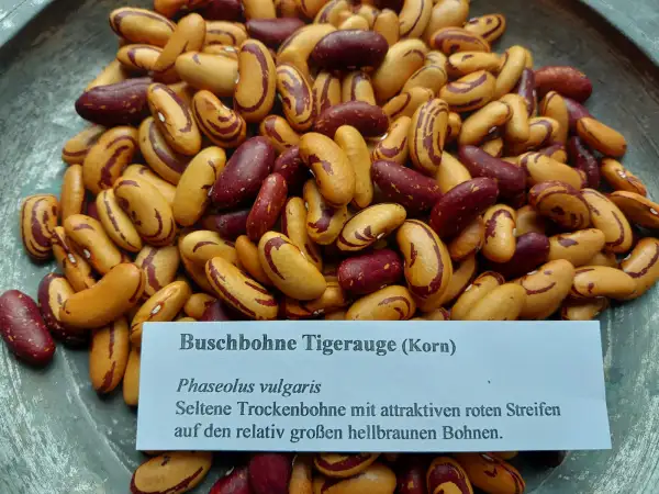 Bohnen: Buschbohne Tigerauge