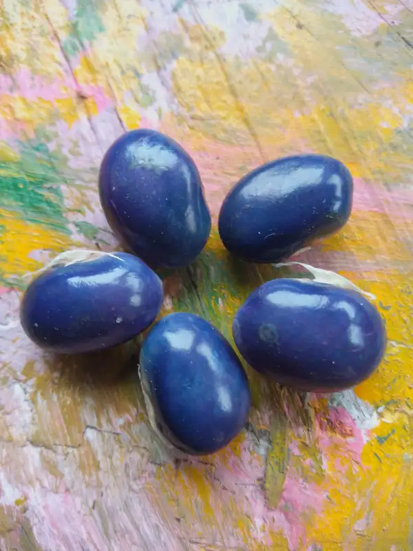 Bohnen: Buschbohne „Tytania“, Gemüsebohne mit fadenfreien, breiten Hülsen, sehr aromatisch!