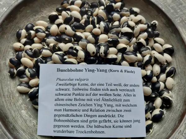 Bohnen: Buschbohne Yin Yang