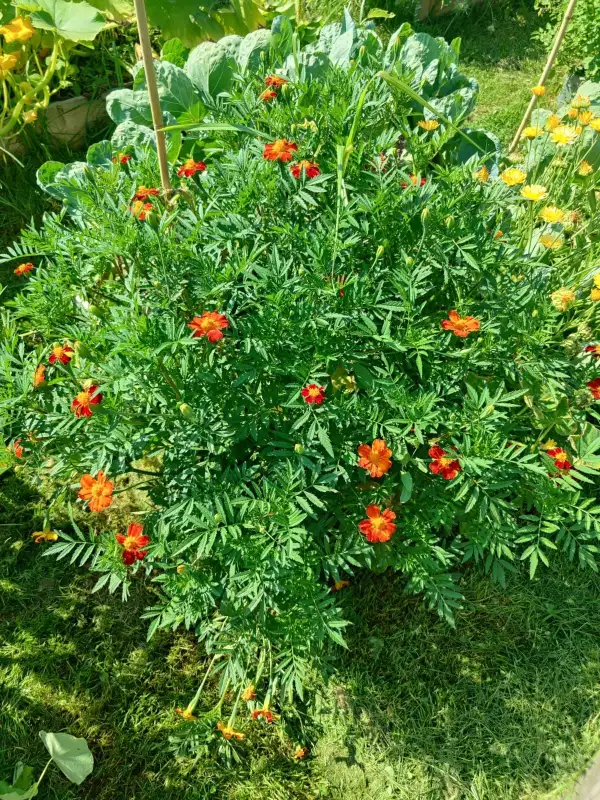 Blumen: Buschtagetes