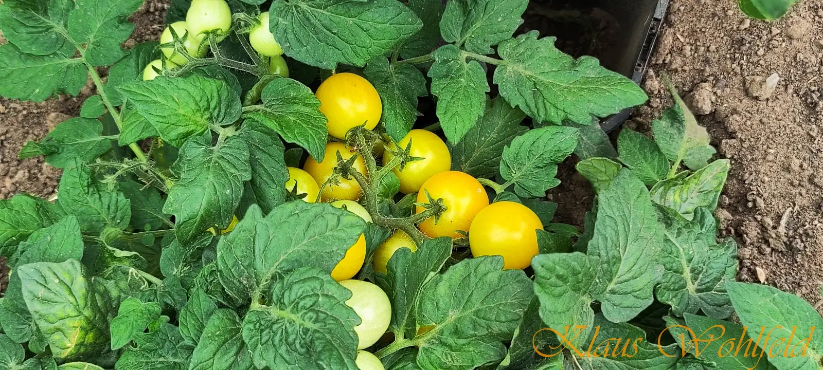 Tomaten: Buschtomate Atztek gelb (Micro Dwarf)