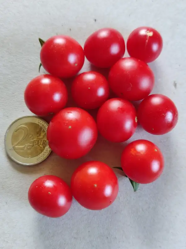 Tomaten: Buschtomate "Bajaja"