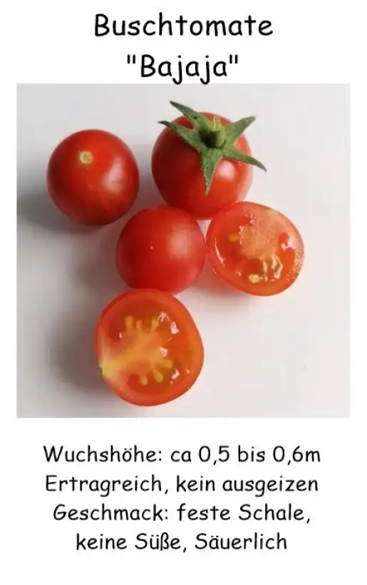 Tomaten: Buschtomate Bajaja