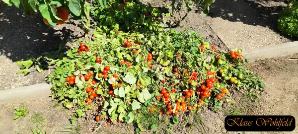 Tomaten: Buschtomate Bajaja (Micro Dwarf)