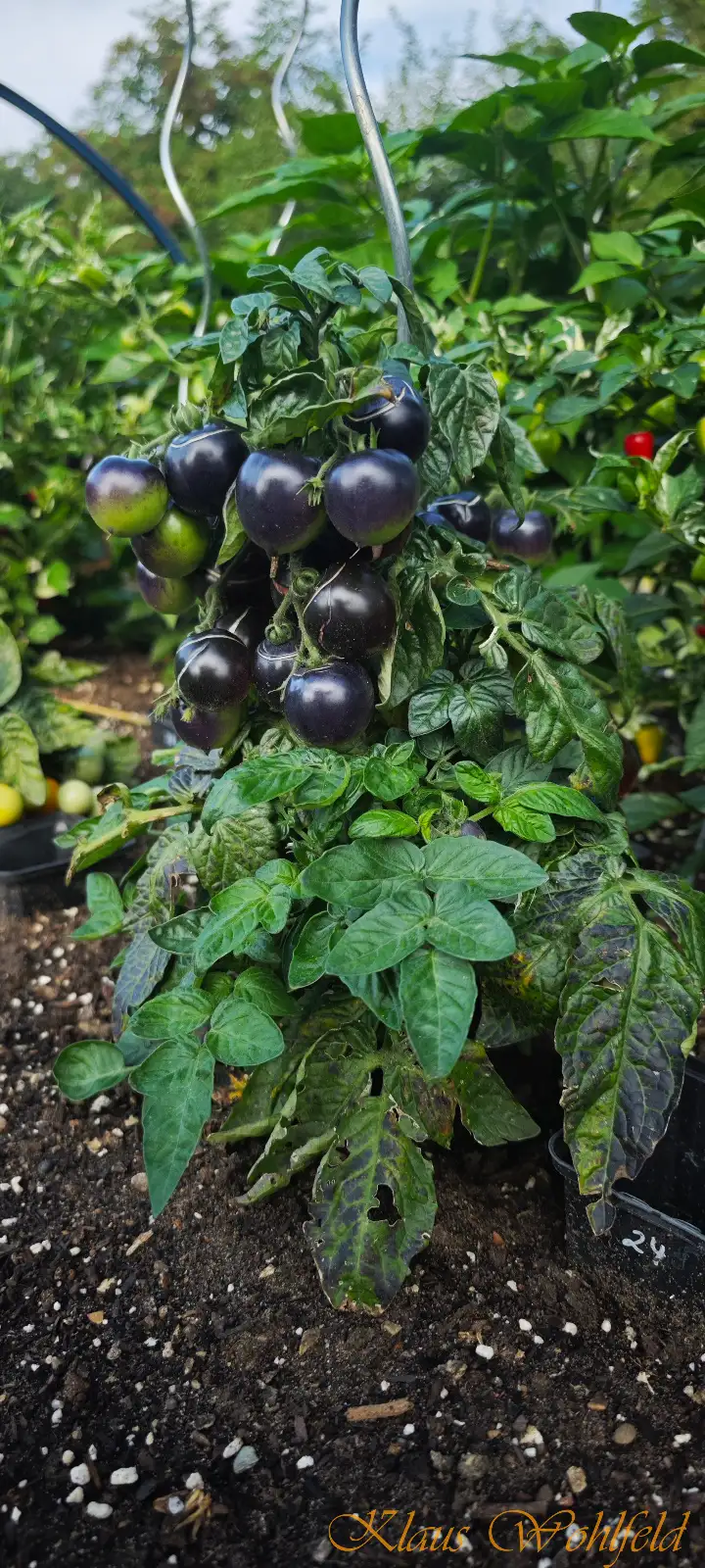Tomaten: Buschtomate Blaue Zimmer (Micro Dwarf)