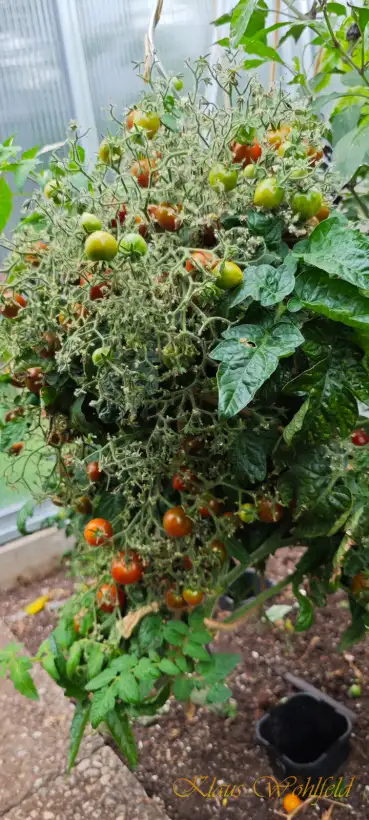 Tomaten: Buschtomate Dark Stripe (Micro Dwarf)