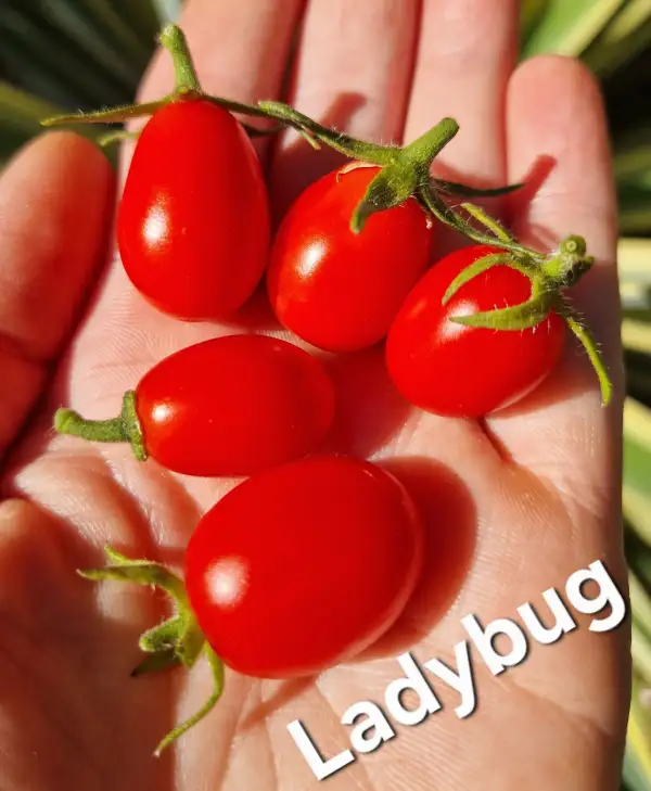 Tomaten: Buschtomate Ladybug