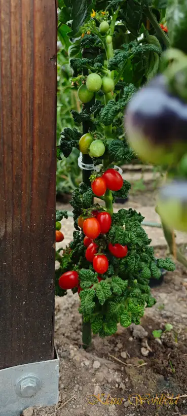 Tomaten: Buschtomate Little Red Tree (Micro dwarf)