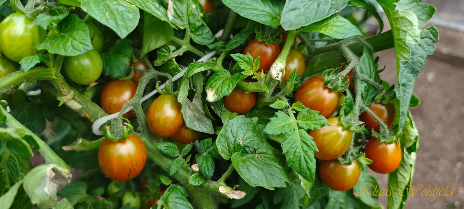 Tomaten: Buschtomate Lois Baby Tiger (Micro Dwarf)