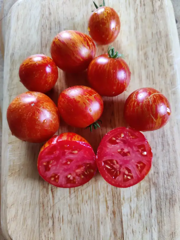 Tomaten: Buschtomate "Pixie Striped"
