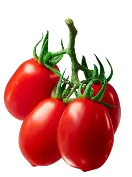 Tomaten: Buschtomate Roma