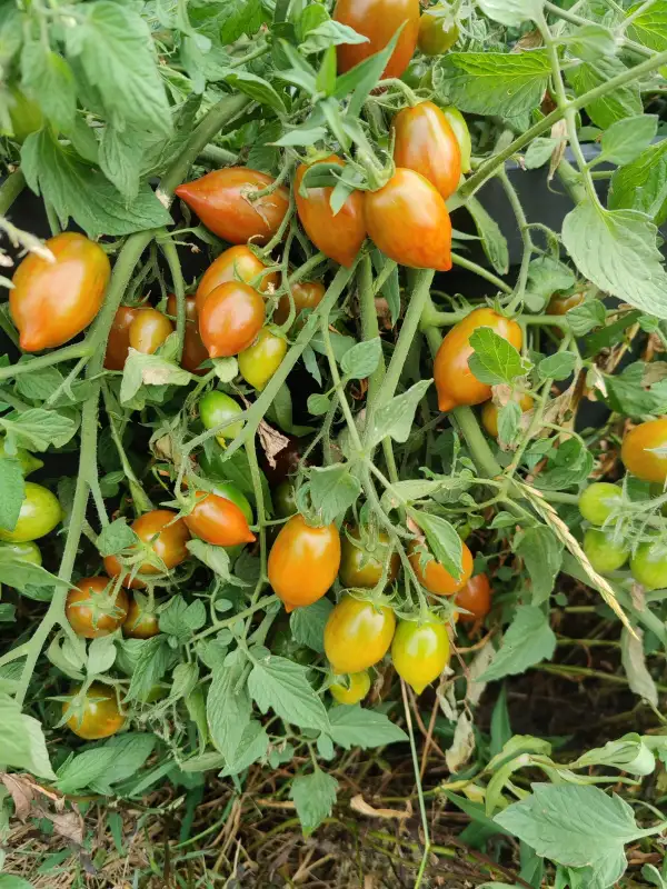 Tomaten: Buschtomate Spanish Dancer