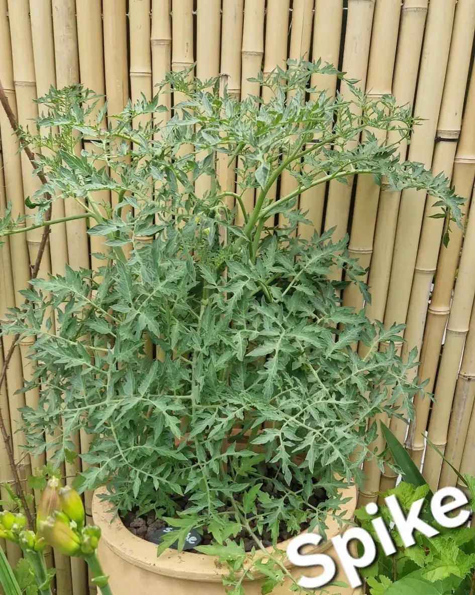 Tomaten: Buschtomate Spike ( Möhrenlaub bis 1,5m )