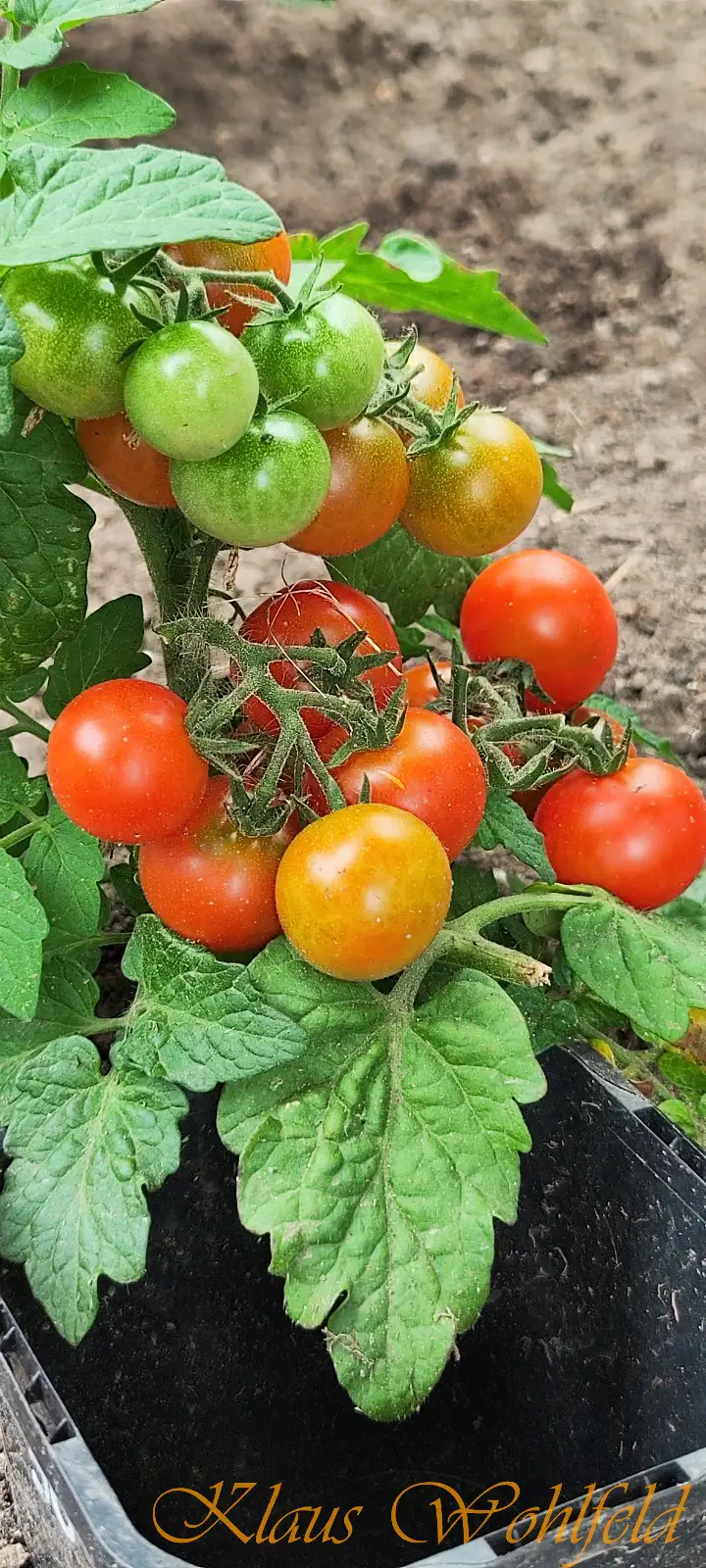 Tomaten: Buschtomate Vilma rot (Micro Dwarf)