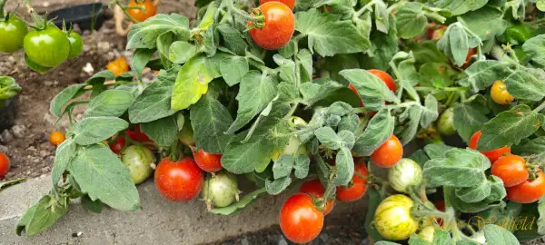Tomaten: Buschtomate Wooly Zwerg