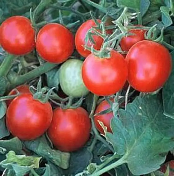 Tomaten: Bush Cherry