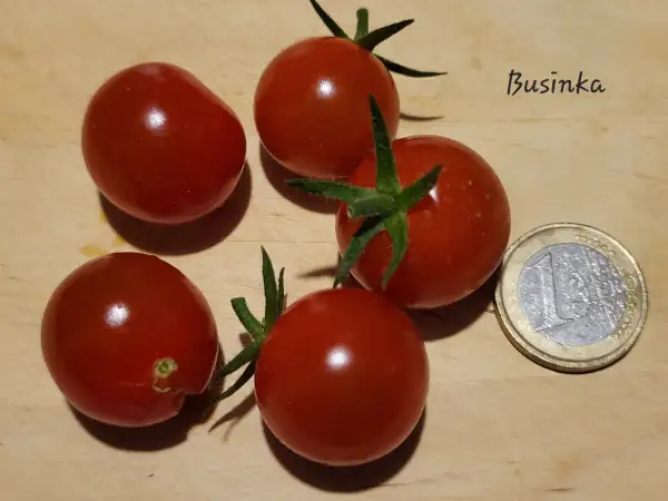 Tomaten: Businka