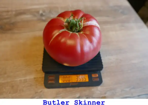 Tomaten: Butler Skinner