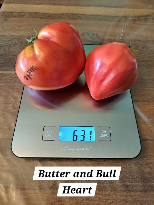 Tomaten: Butter and Bull Heart